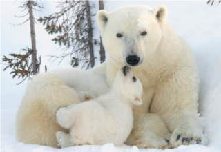 Polar Bear with kissing cub